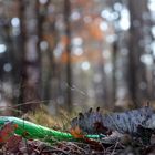 Flasche im Wald