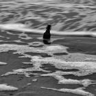 flasche leer im meer ...