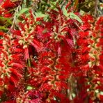 Flaschen-Bürste, Callistemon-citrinus