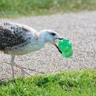 Flaschen sammeln- bringt Geld- kaufe mir ein Fischbrötchen