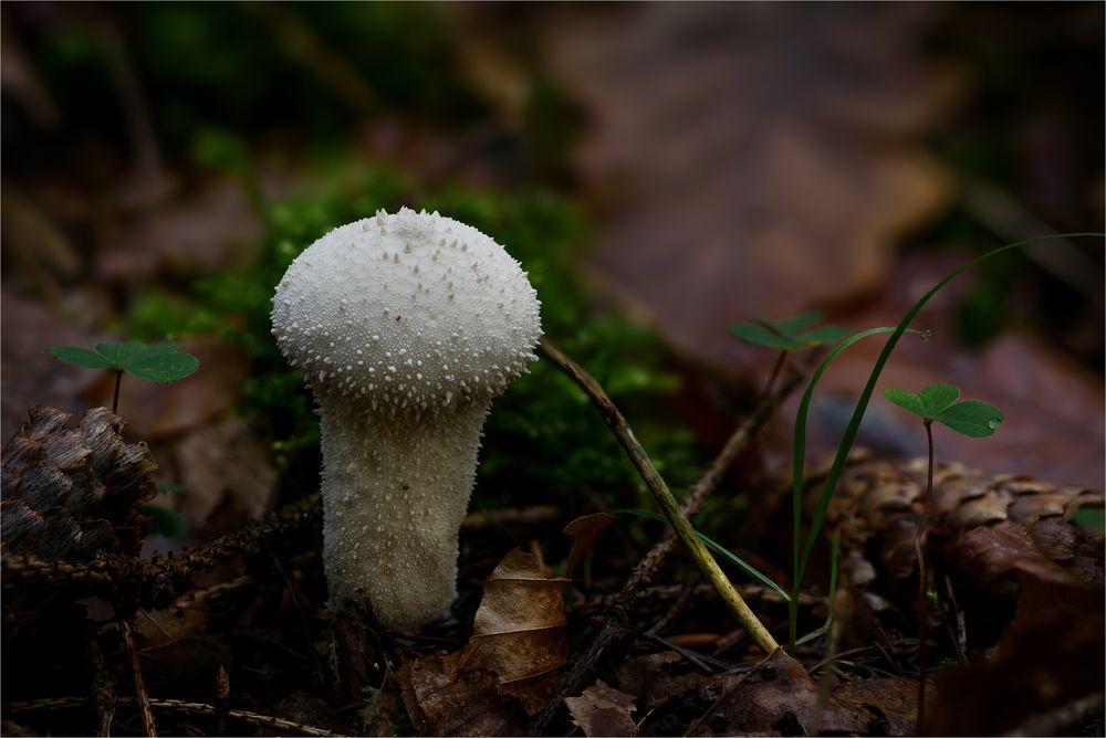 Flaschen-Stäubling