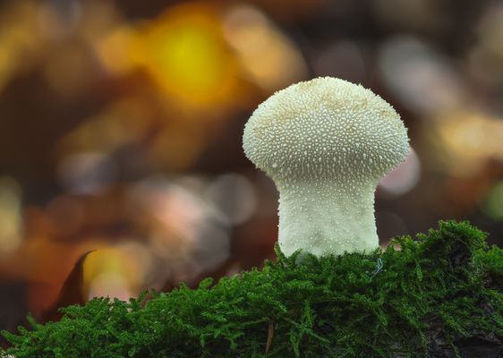 Flaschen-Stäubling (Lycoperdon perlatum)