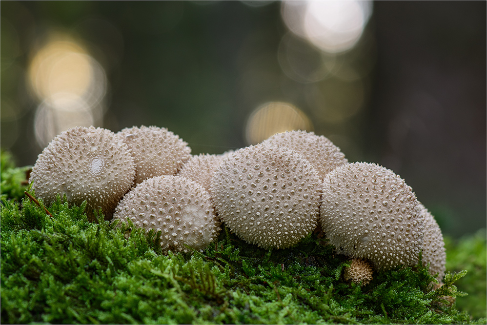 Flaschen-Stäubling (Lycoperdon perlatum) #2