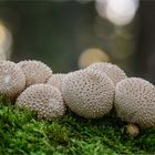 Flaschen-Stäubling (Lycoperdon perlatum) #2