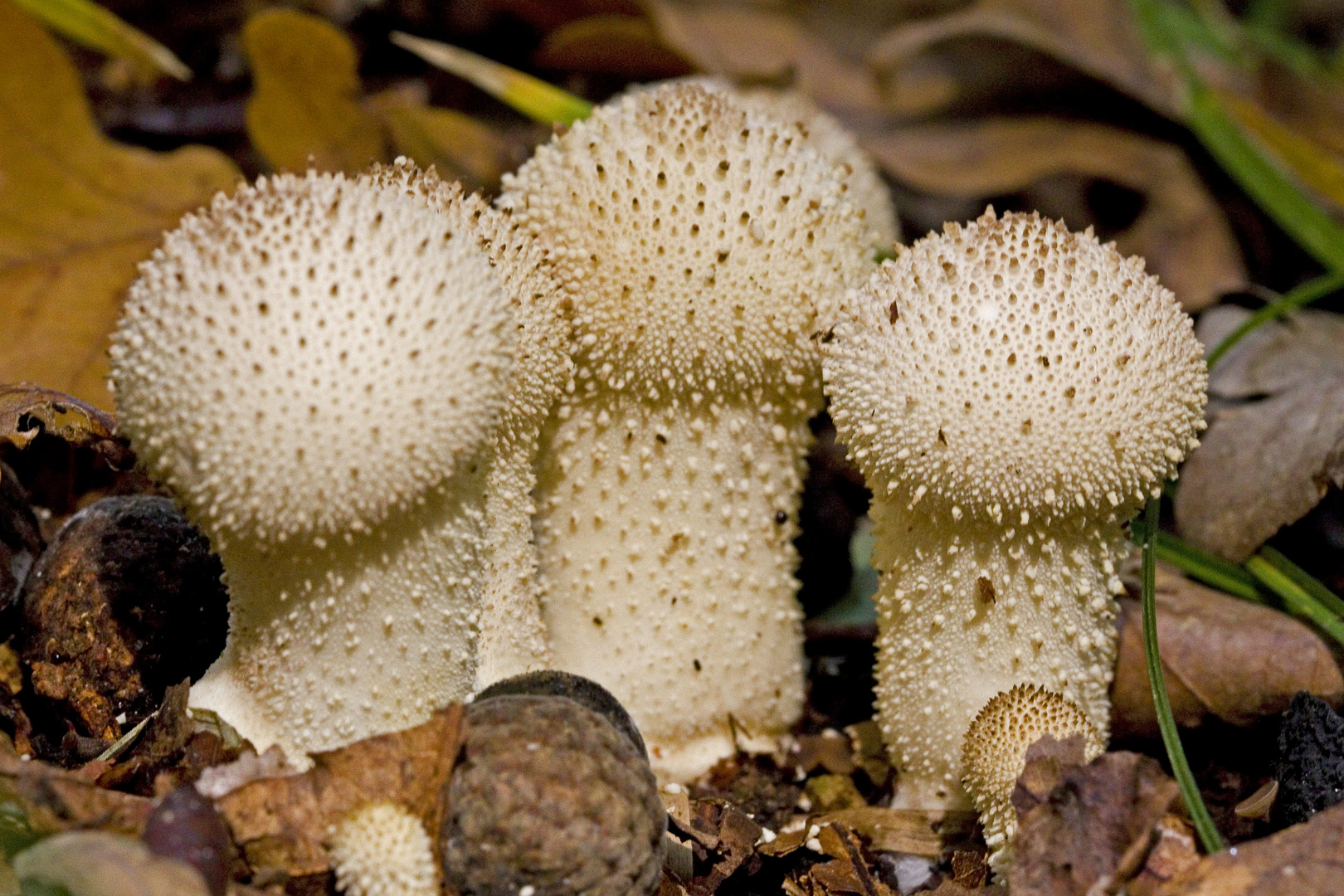 Flaschen-Stäubling - Lycoperdon perlatum