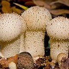 Flaschen-Stäubling - Lycoperdon perlatum