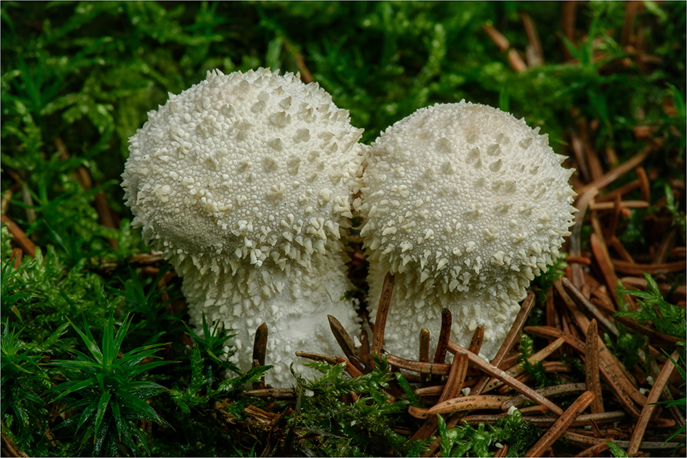 Flaschen-Stäubling (Lycoperdon perlatum)