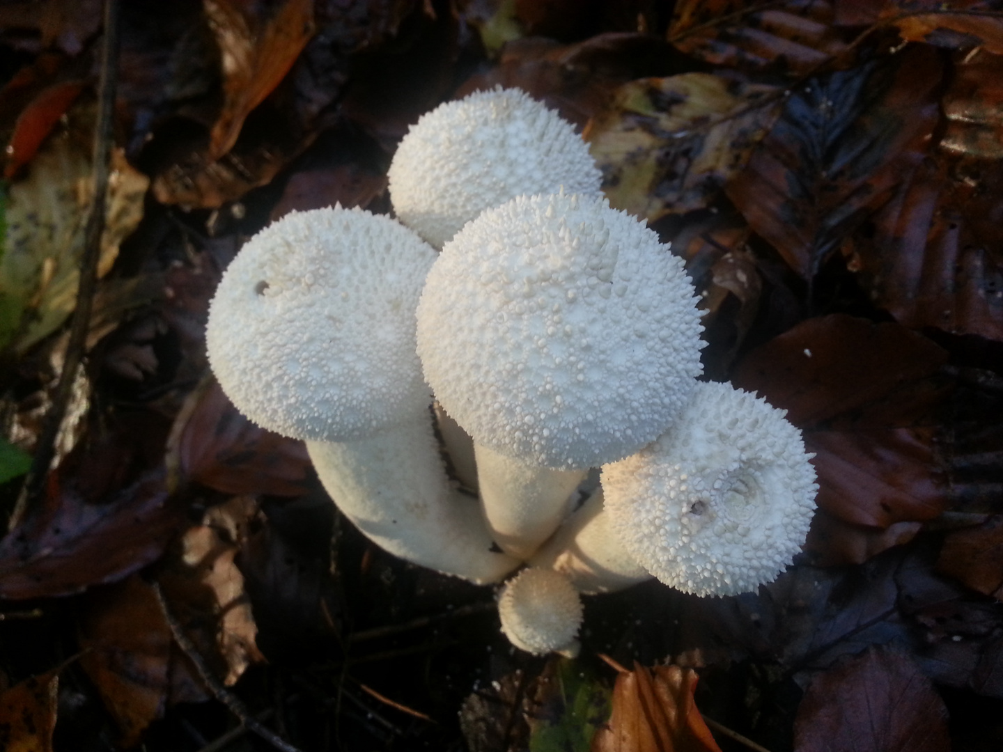 Flaschen-Stäubling 'Lycoperdon perlatum'