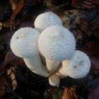 Flaschen-Stäubling 'Lycoperdon perlatum'