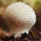 Flaschen-Stäubling ... (Lycoperdon perlatum syn. L. gemmatum)