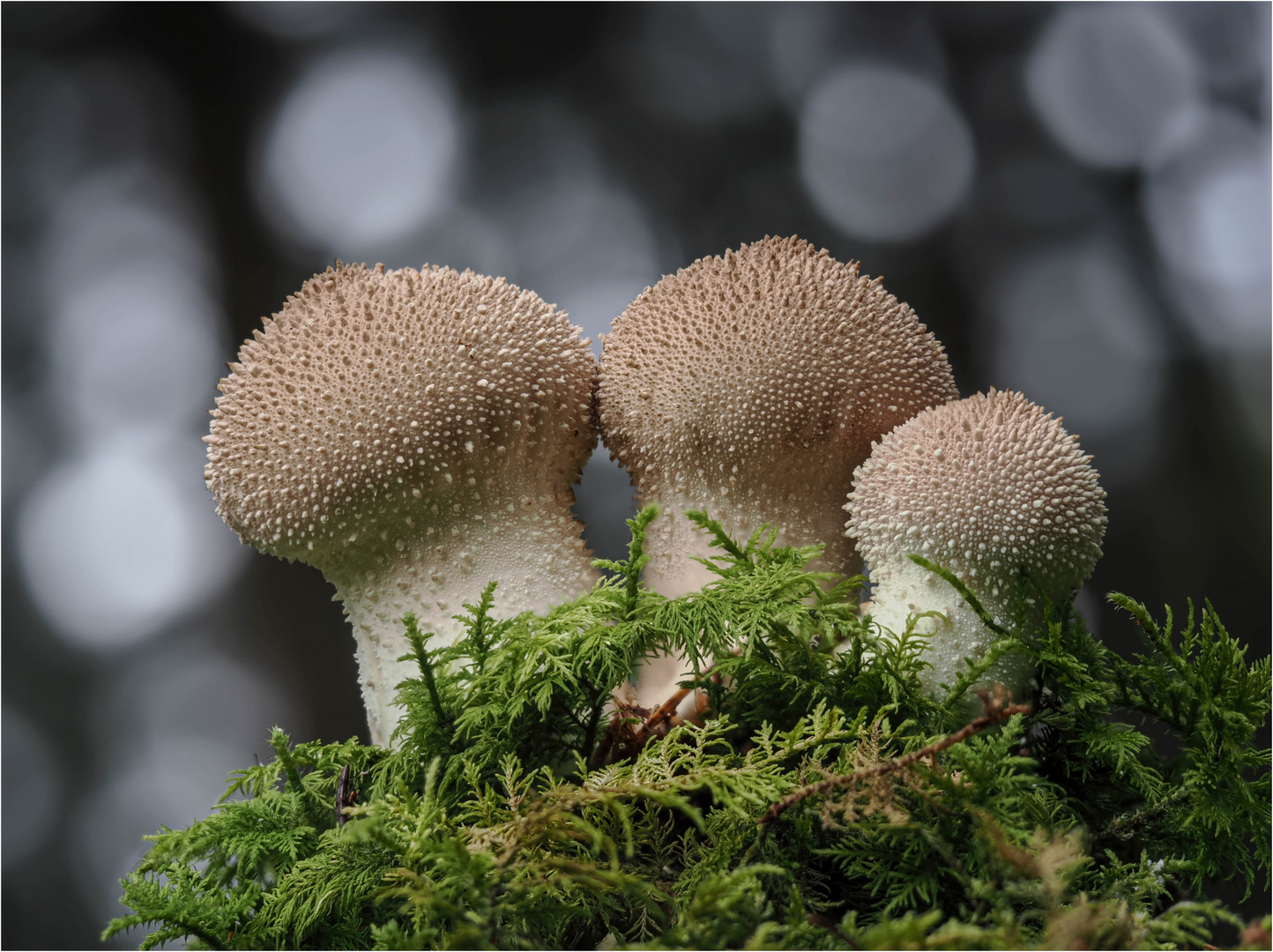 Flaschen-Stäubling-Trio