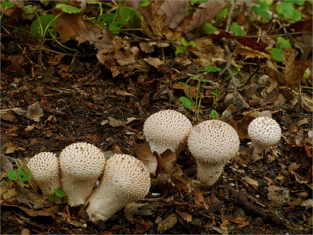 Flaschen-Stäublinge