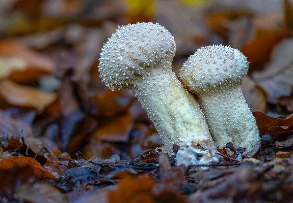 Flaschen Stäublinglinge (Lycoperdon perlatum)