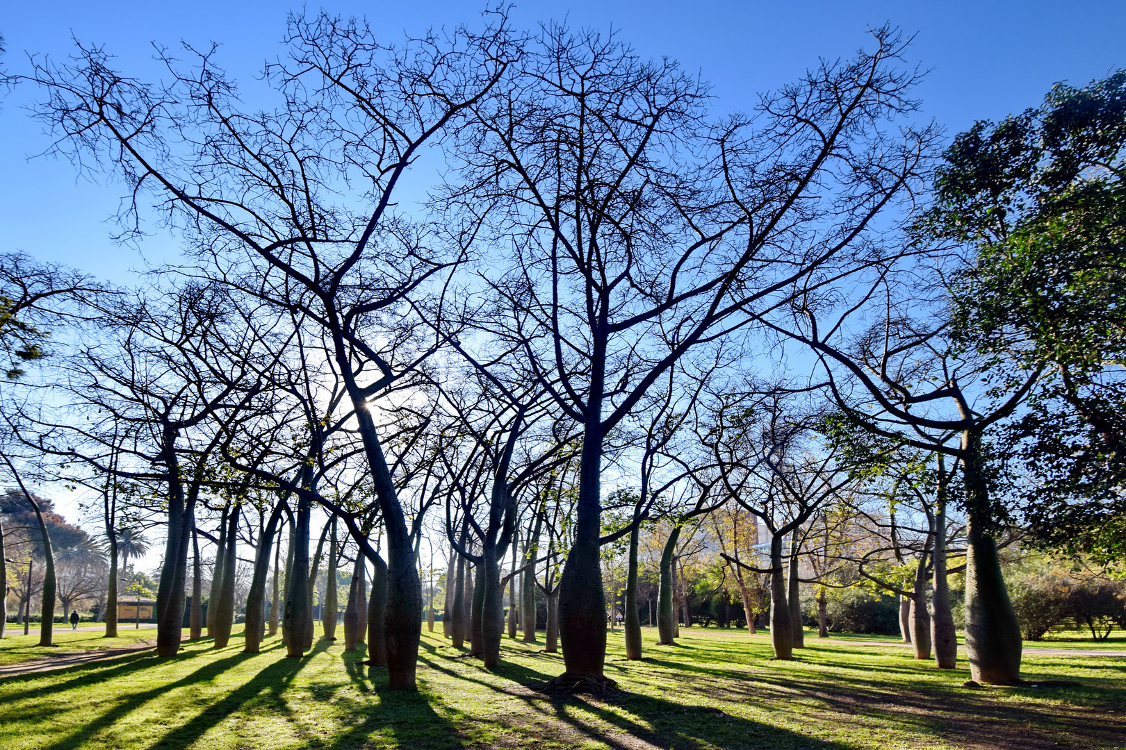 Flaschenbäume im Turia Park