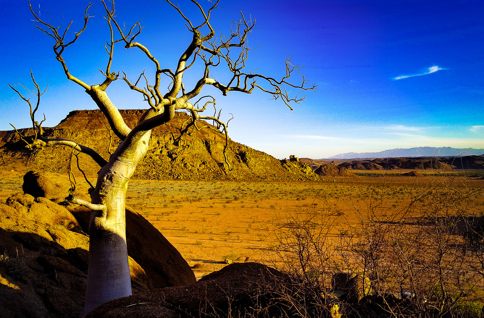 Flaschenbaum bei Twyfelfontein