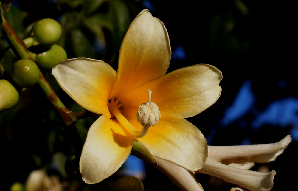 Flaschenbaum - Blüte