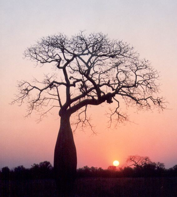 Flaschenbaum im Abendrot