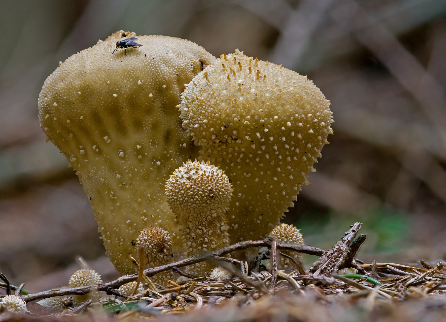 Flaschenbovist - Familie mit Haustier