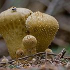 Flaschenbovist - Familie mit Haustier