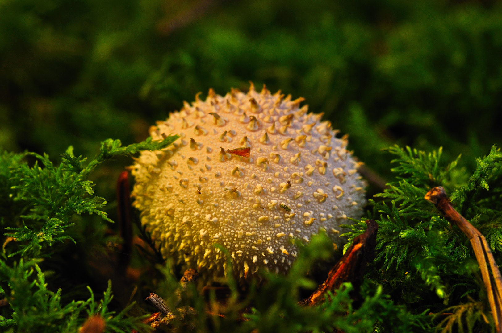 Flaschenbovist oder auch Flaschenstäubling