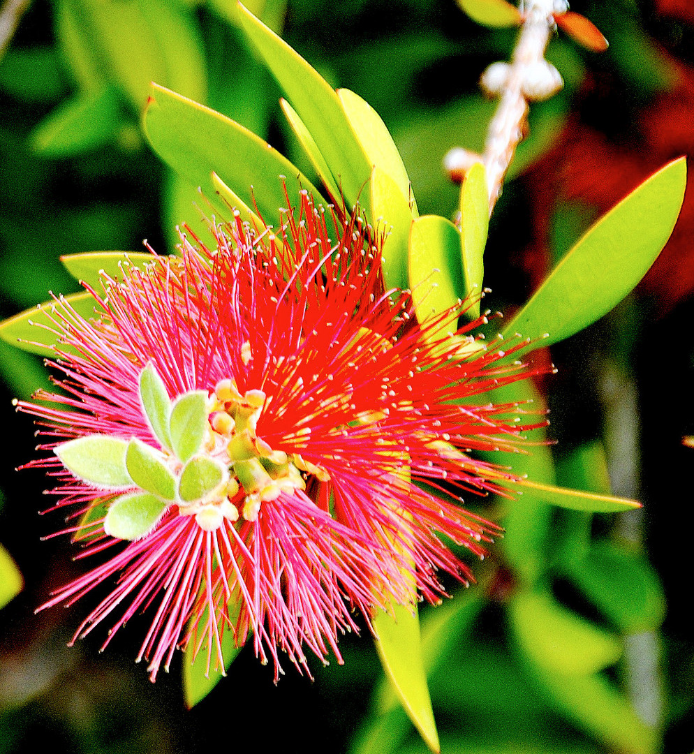 Flaschenbürste (bottle brush)