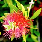 Flaschenbürste (bottle brush)