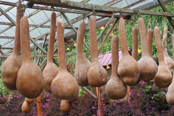 Flaschenkürbisse