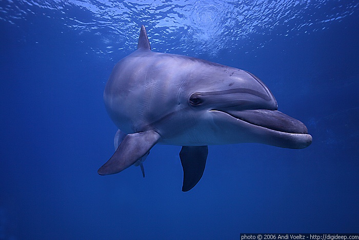 Flaschennase Frontal (Tursiops truncatus)