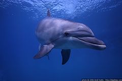 Flaschennase Frontal (Tursiops truncatus)