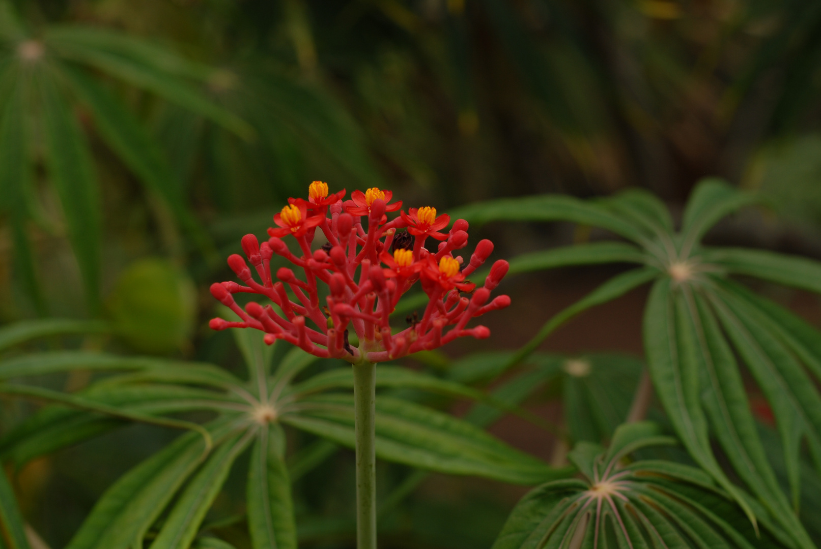 Flaschenpflanze ( Jatropha podagrica )