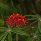 Flaschenpflanze ( Jatropha podagrica )