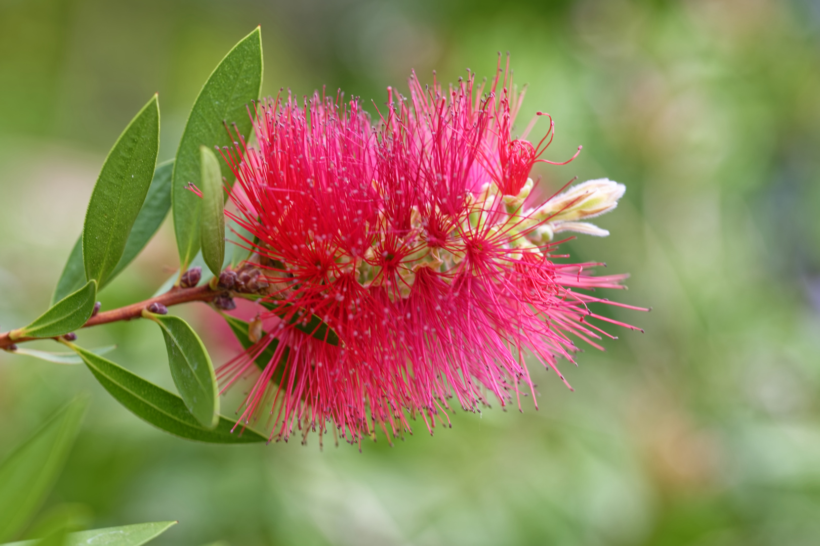 "Flaschenputzer" Blume