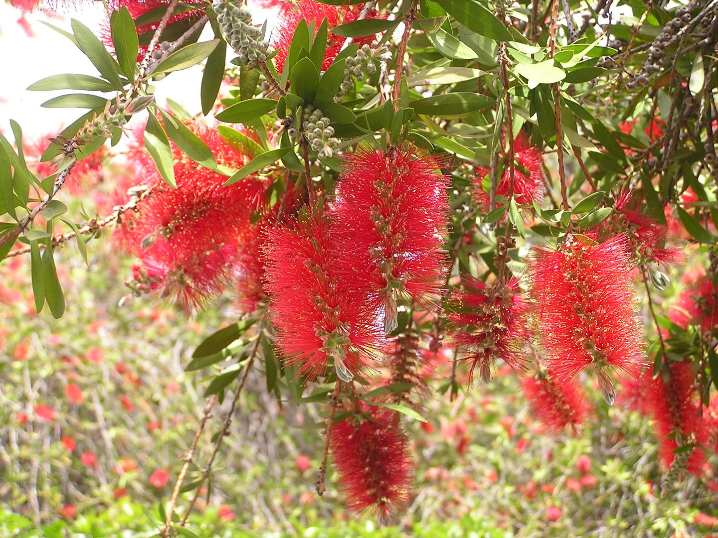 Flaschenputzer - Callistemon