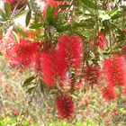 Flaschenputzer - Callistemon