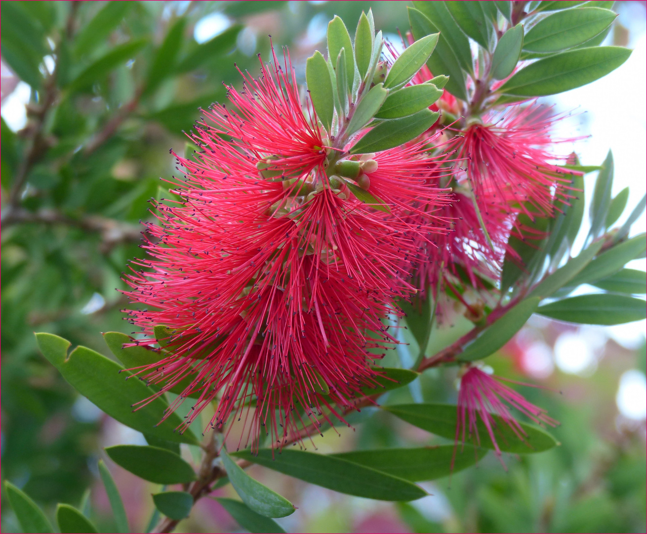 Flaschenputzer (Callistemon citrinus)