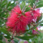 Flaschenputzer (Callistemon citrinus)