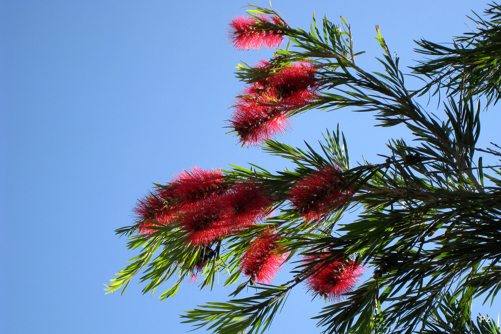 Flaschenputzerblüten ... Karminrote Zylinderputzer (Callistemon citrinus) ...