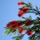 Flaschenputzerblüten ... Karminrote Zylinderputzer (Callistemon citrinus) ...