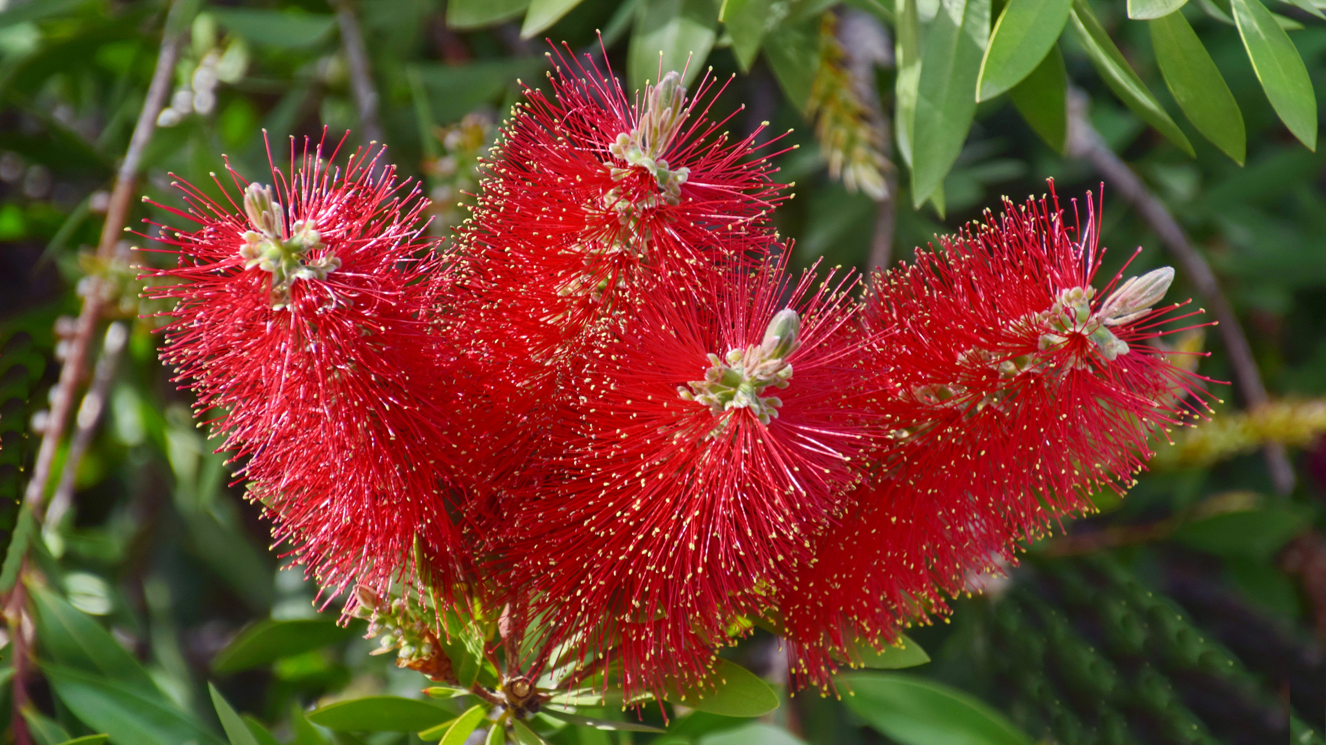 Flaschenputzerblume (Callistemon 'Little John')