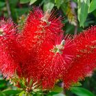 Flaschenputzerblume (Callistemon 'Little John')