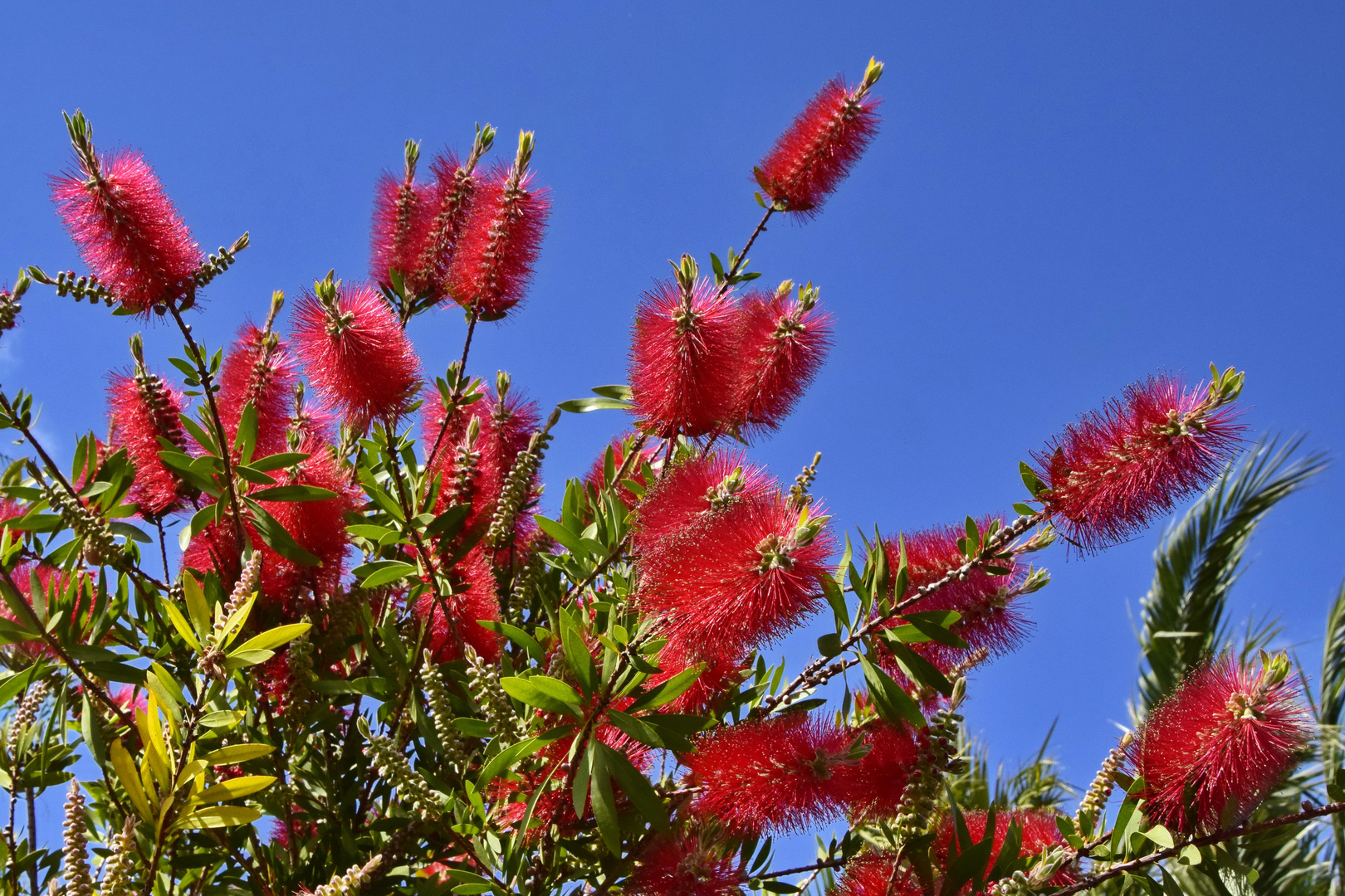 Flaschenputzerblume (Callistemon 'Little John')