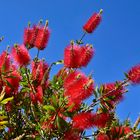 Flaschenputzerblume (Callistemon 'Little John')