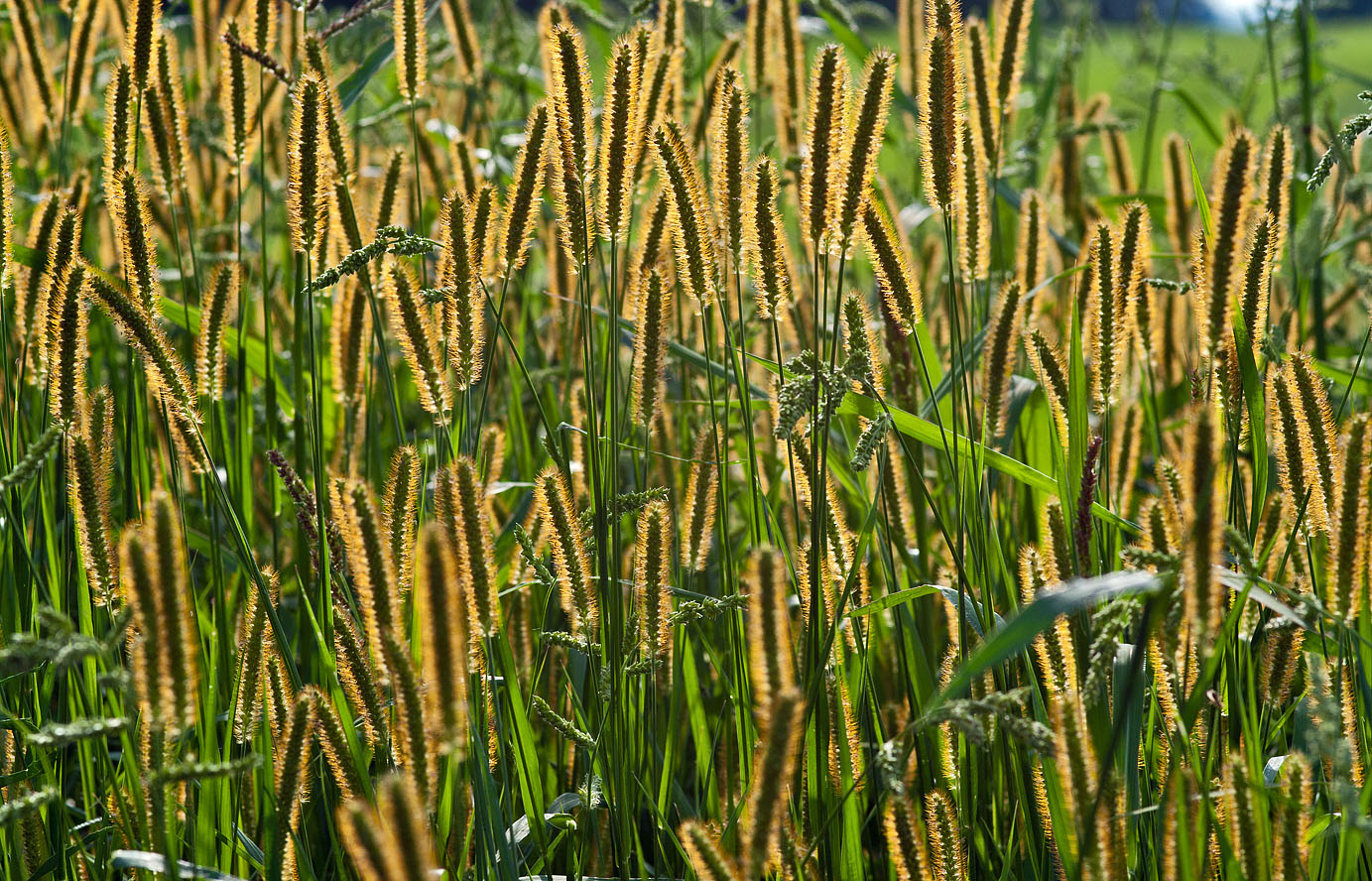 Flaschenputzergras