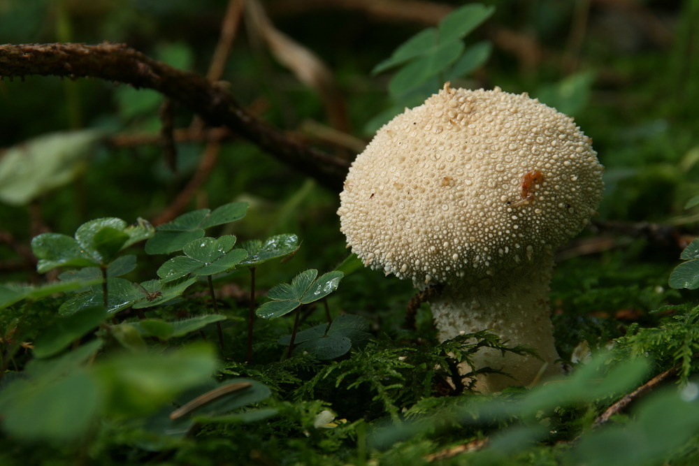 Flaschenstäubling