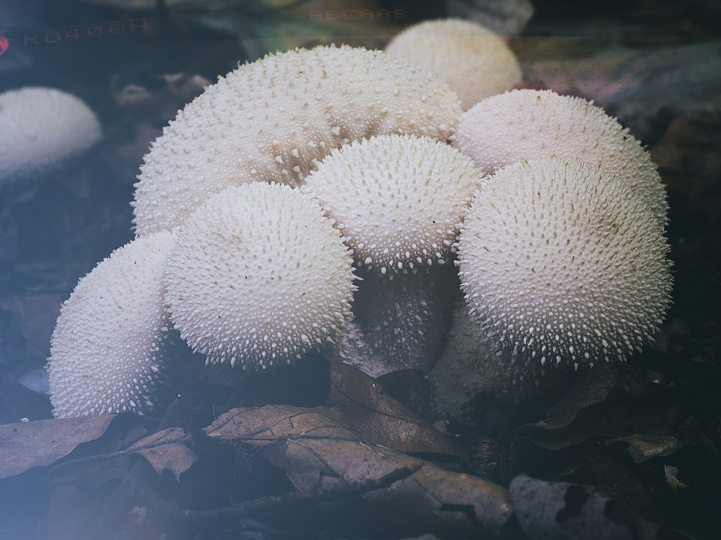 Flaschenstäubling, Flaschenbovist  (LYCOPERDON PERLATUM)