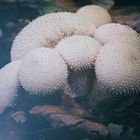 Flaschenstäubling, Flaschenbovist  (LYCOPERDON PERLATUM)