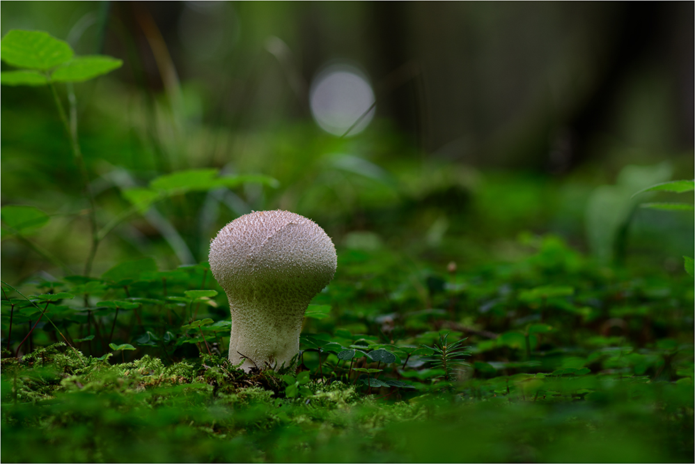 Flaschenstäubling im Grünen