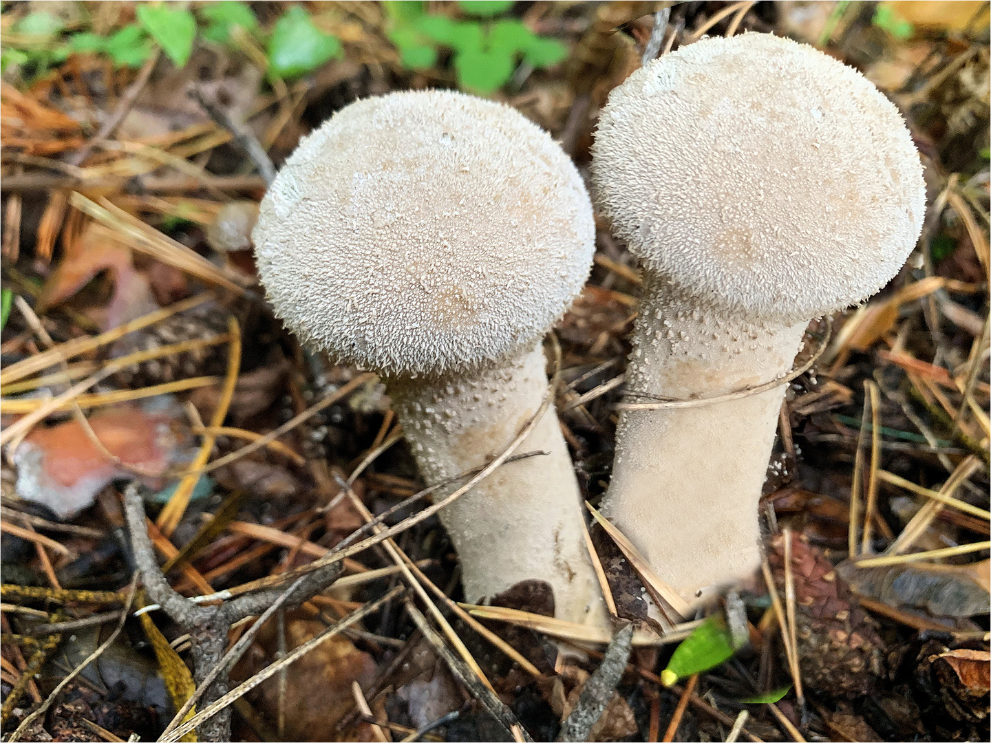 Flaschenstäubling (Lycoperdon gemmatum)