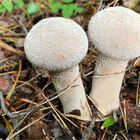 Flaschenstäubling (Lycoperdon gemmatum)