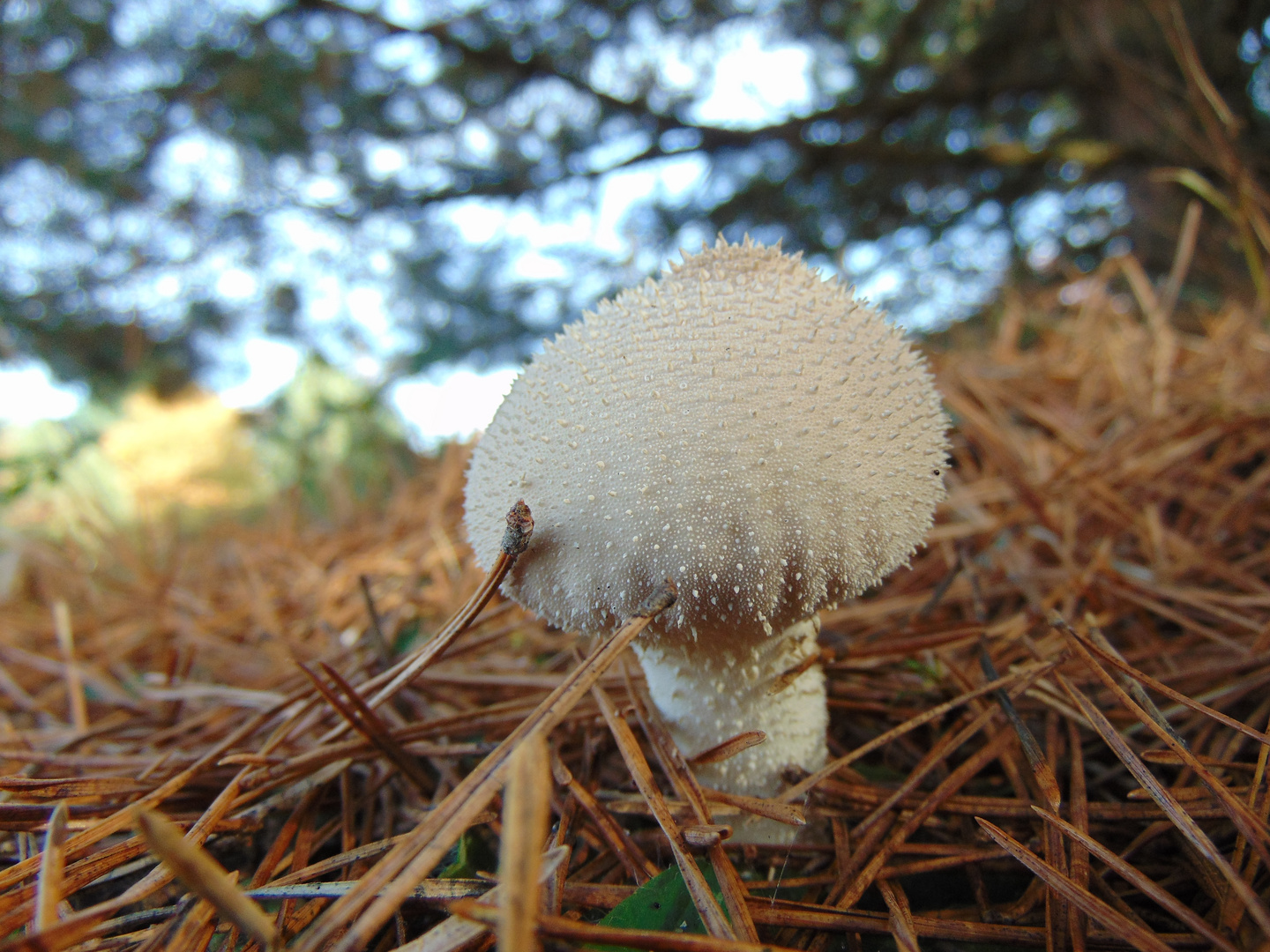 Flaschenstaeubling (Lycoperdon perlatum)